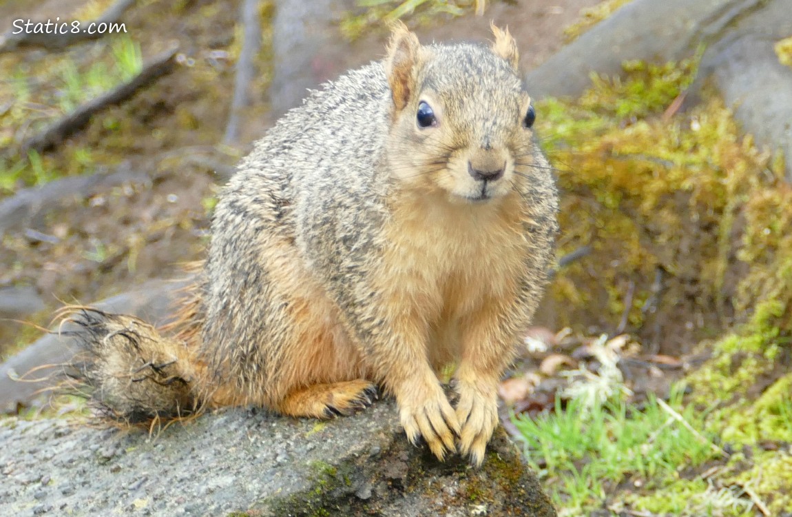 Eastern Fox Squirrel standing on a rock