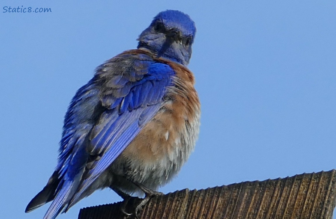 Western Bluebird standing on a nesting box, looking directly at the camera