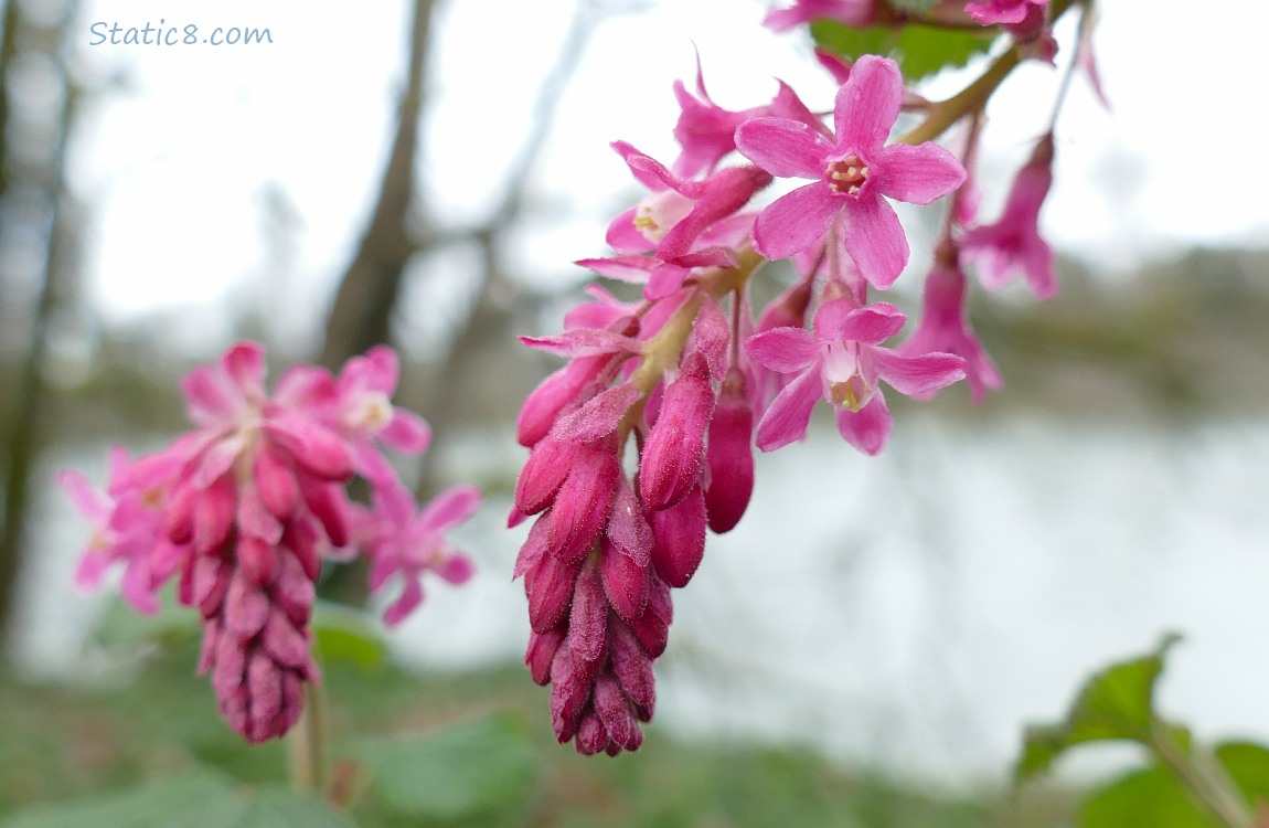 Red Flowering Currant blooms with the river in the background