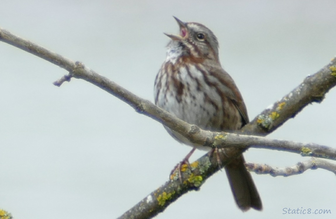 Song Sparrow singing on a twig