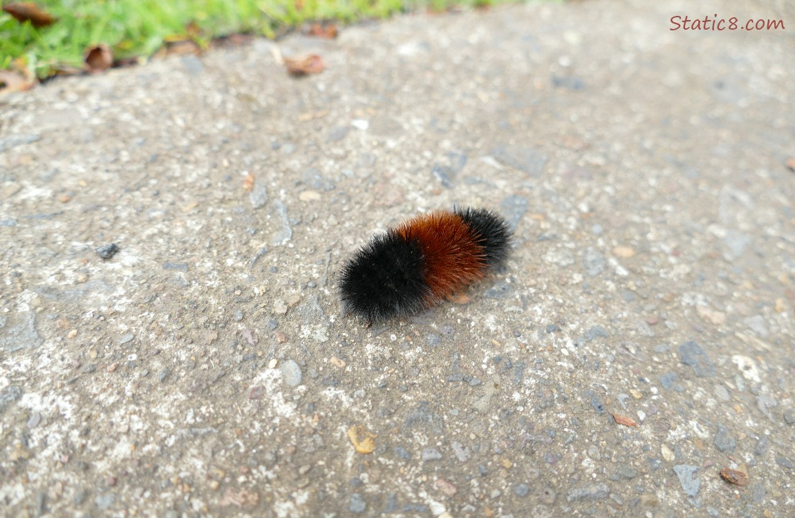 Woolly Bear caterpillar standing on the path