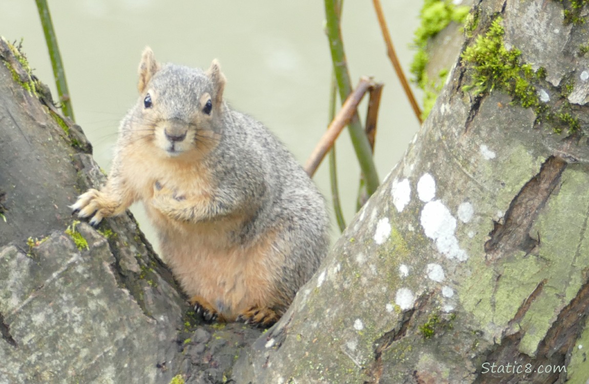 Eastern Fox Squirrel standing in the crook of a tree