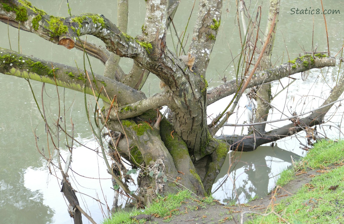 Tree on the bank of the creek