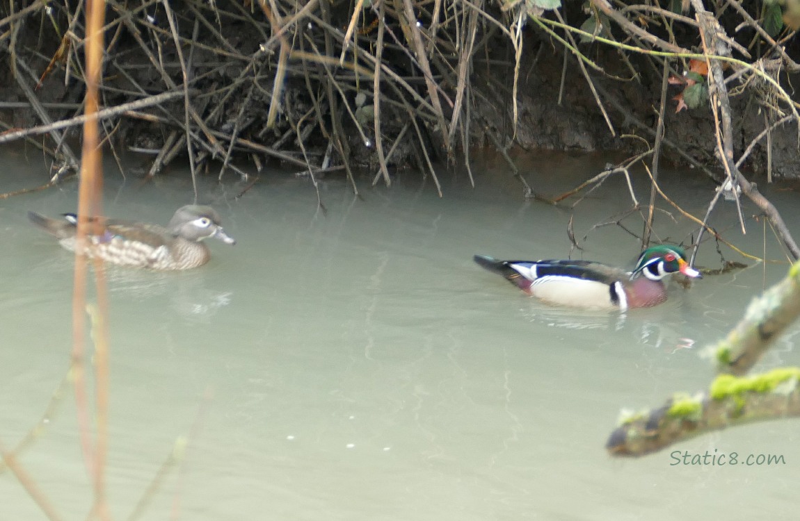 a pair of Wood Ducks, in the water