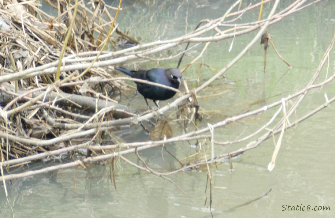 Brewer Blackbird standing on a branch near the water