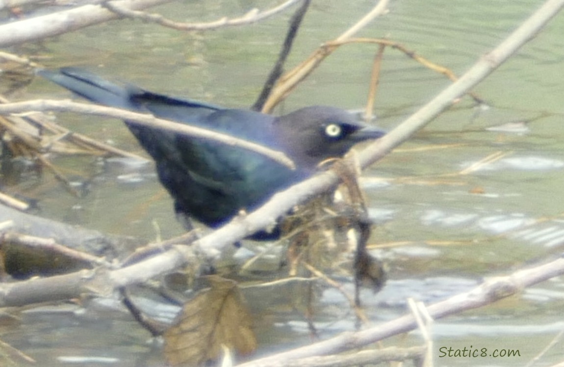 Brewer Blackbird standing on a branch near the water