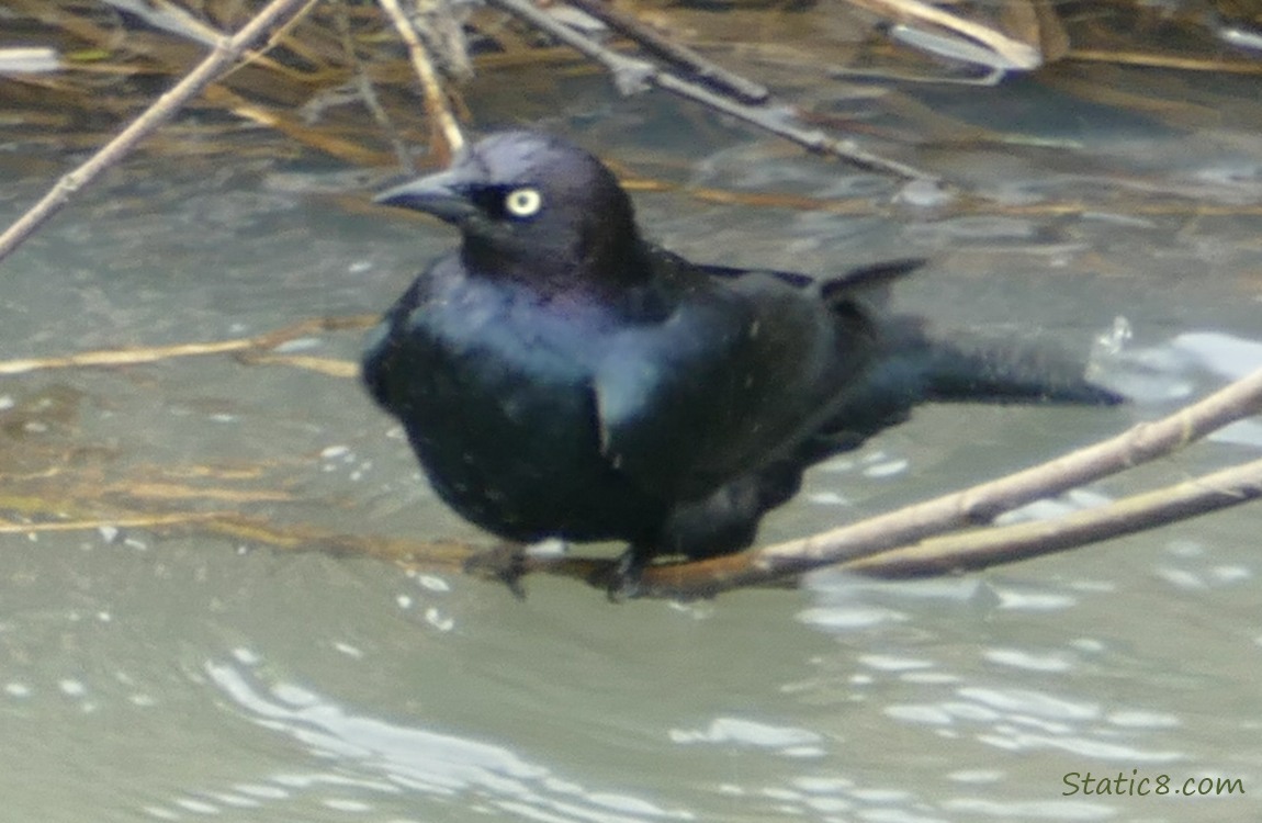 Brewer Blackbird standing on a twig thats just in the water