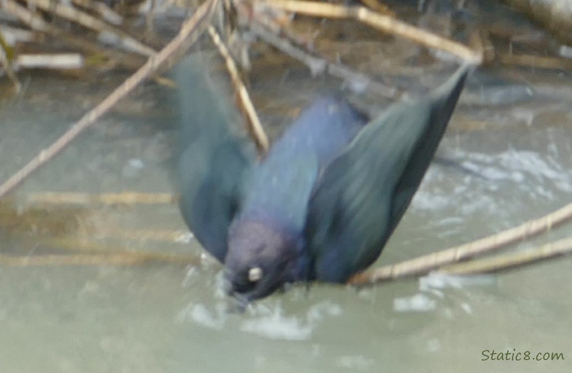 Brewer Blackbird dipping into the water, with wings out