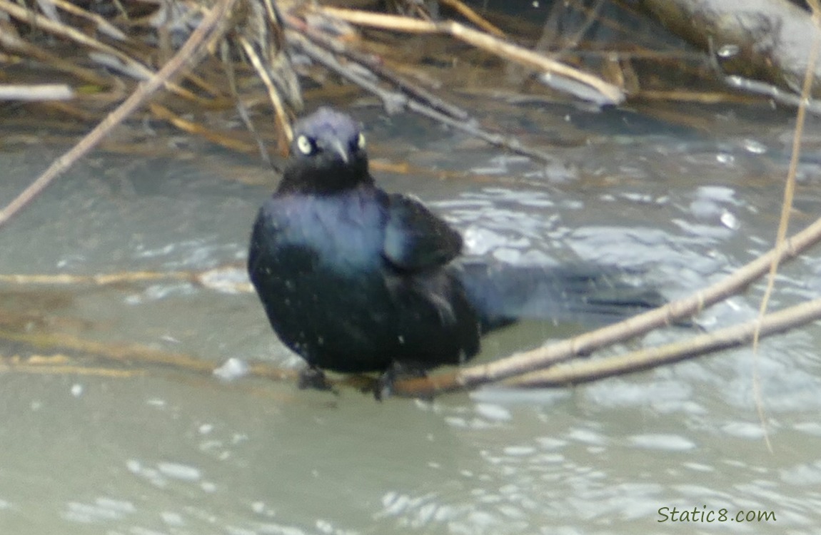 Brewer Blackbird stands on a twig in the water