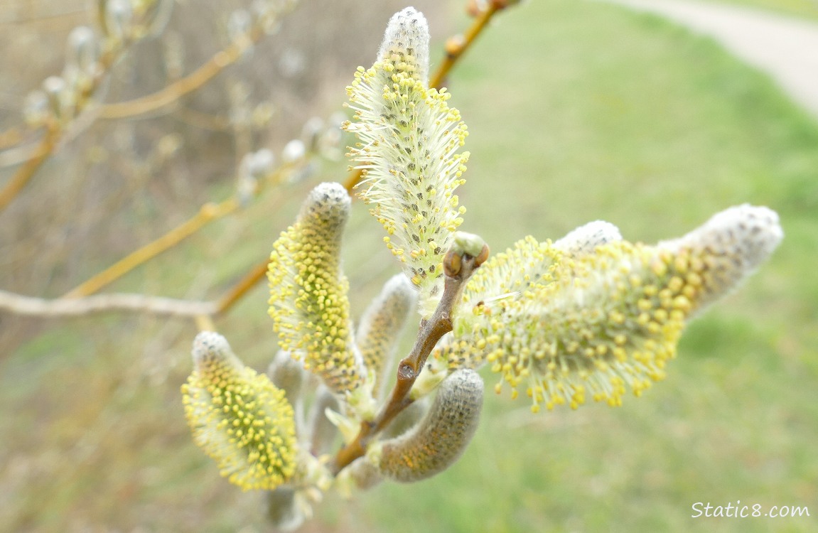 Willow catkins starting to flower