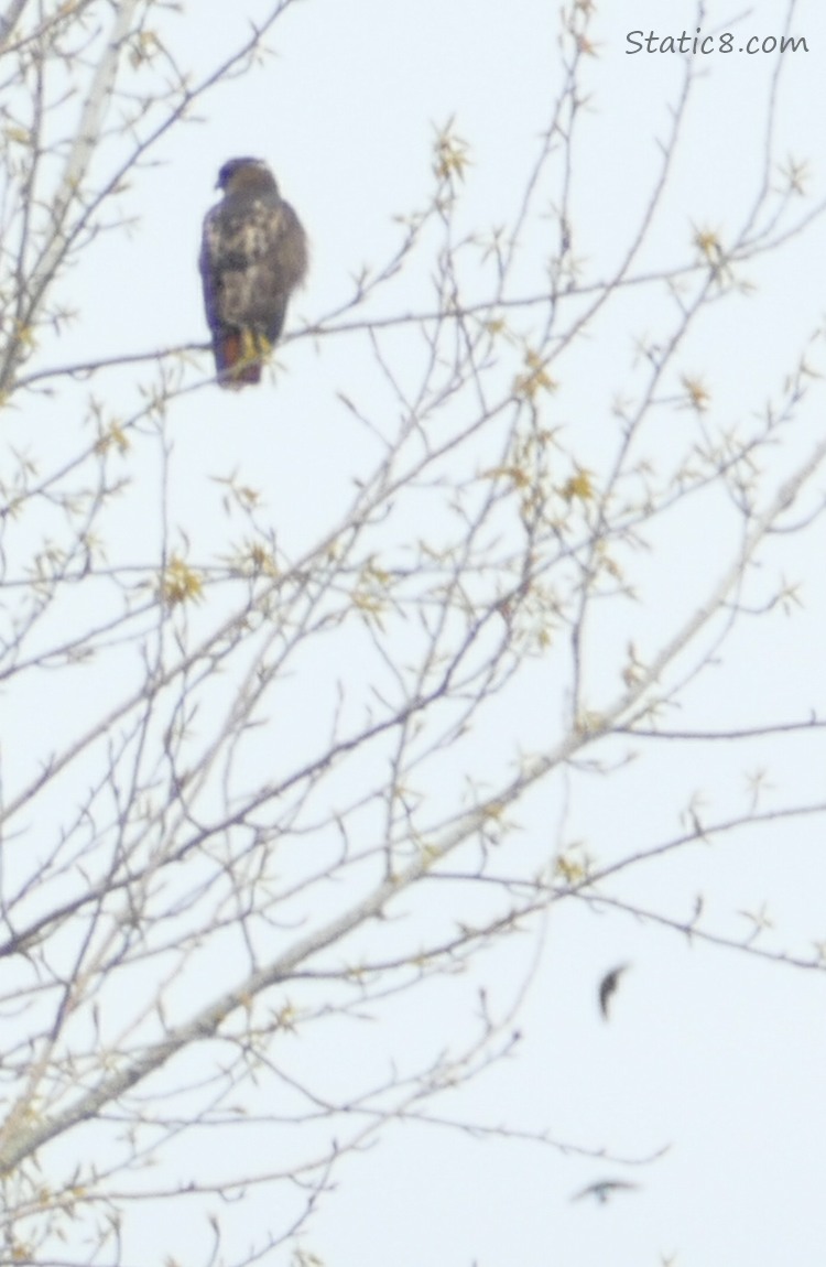 Red Tail Hawk standing in a tree with silhouettes of small birds flying in the background