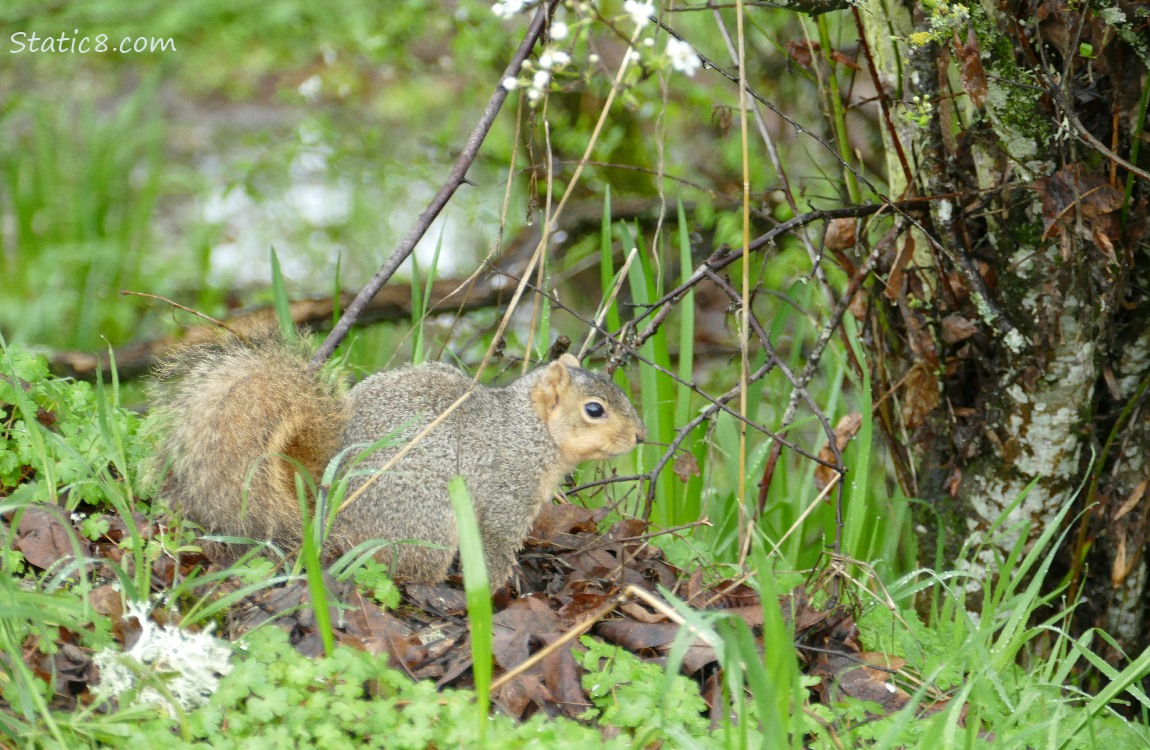 Eastern Fox Squirrel standing on the ground, surrounded by grass, sticks, weeds