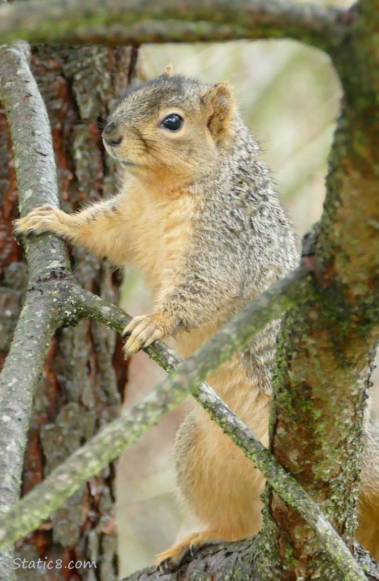 Eastern Fox Squirrel standing on a tree branch