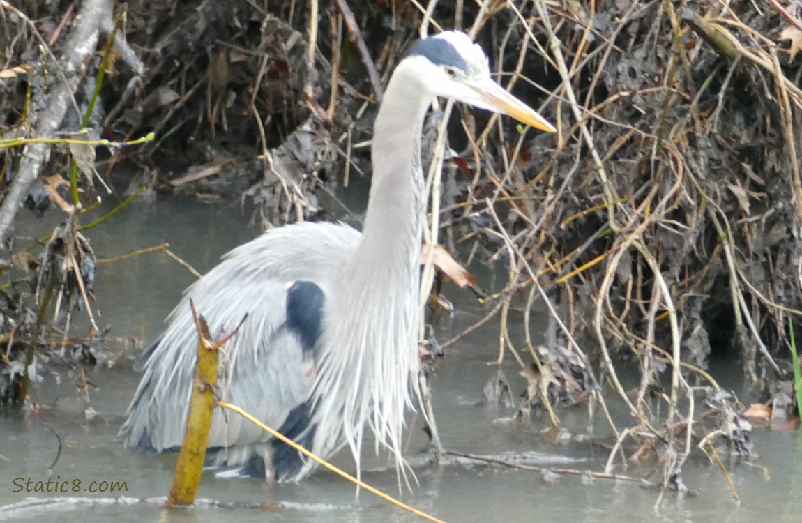 Great Blue Heron standing in water and staring down