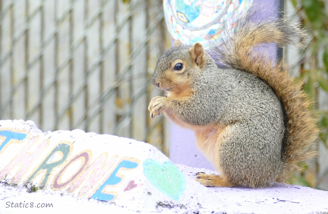 Eastern Fox Squirrel eating food on a concrete block painted with the word THRONE
