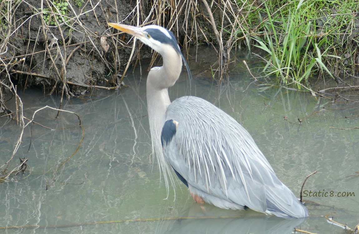 Great Blue Heron, standing in the water with her back turned