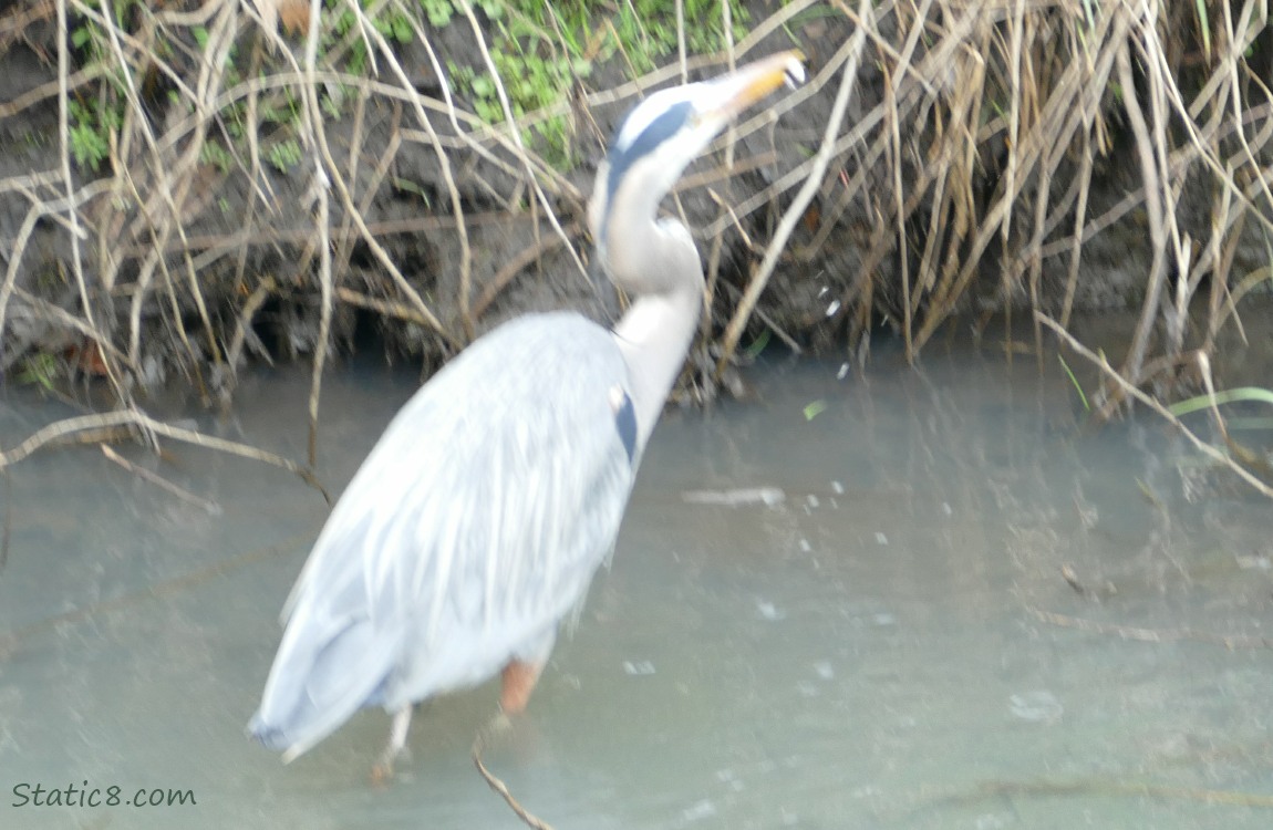 blurry Great Blue Heron with a minnow in her beak