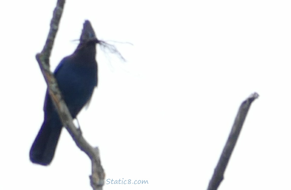 Blurry silhouette of a Steller Jay standing on a twig, holding grasses in her beak