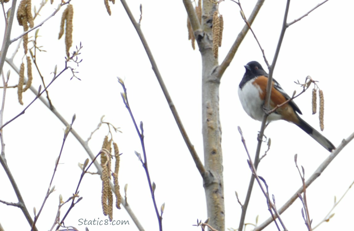Spotted Towhee standing on a twig with Alder catkins