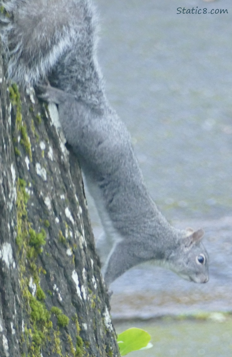 Western Grey Squirrel hanging from a tree trunk