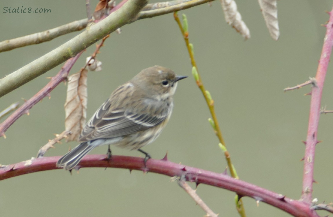 Yellow Rump Warbler standing on a thorny vine