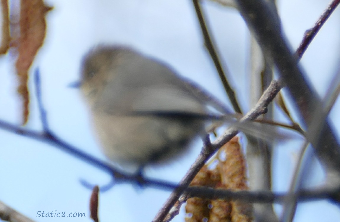 very blurry Bushtit standing on a twig