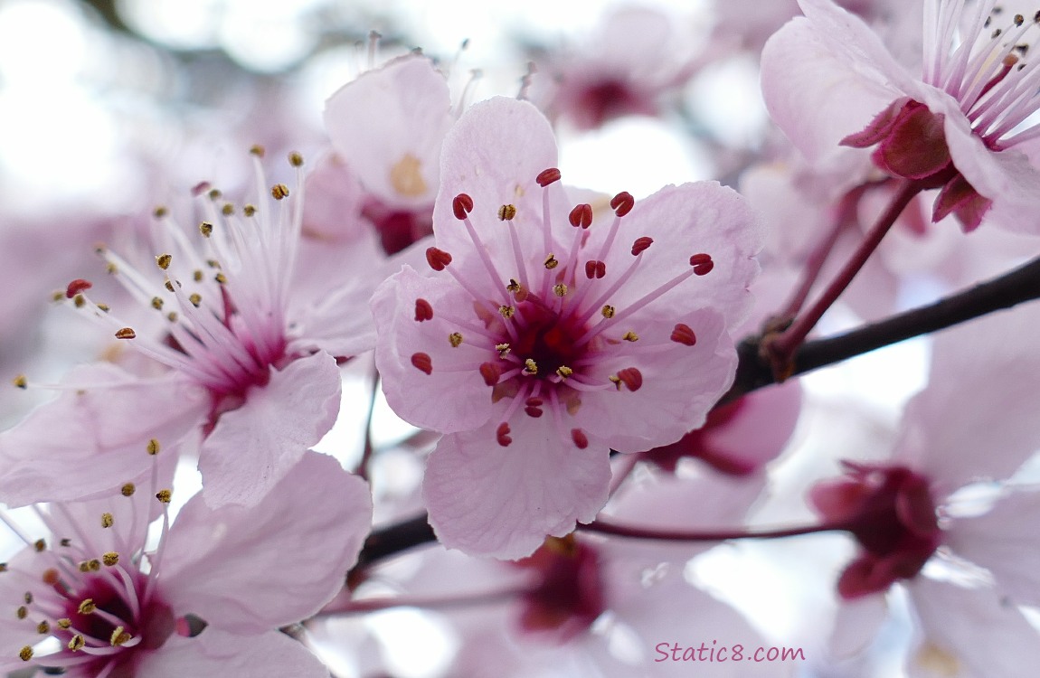 Cherry Blossoms