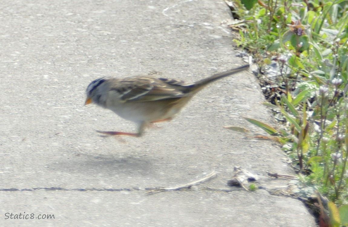 White Crown Sparrow bouncing on the path