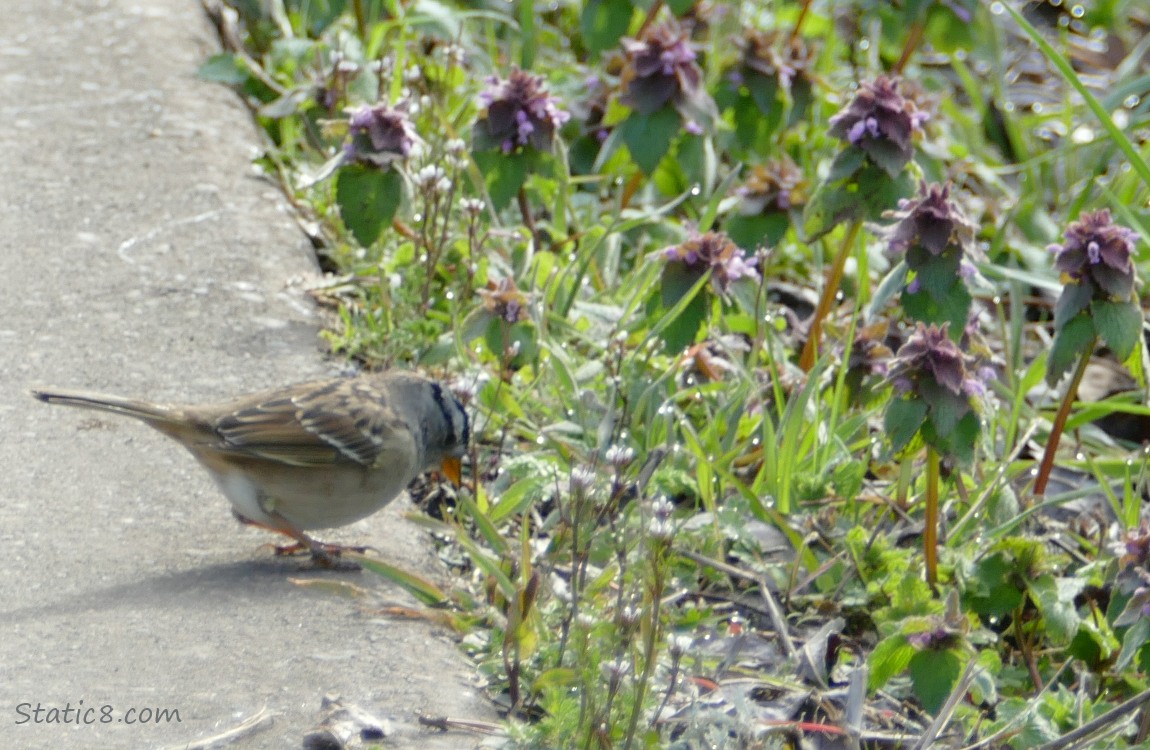 White Crown Sparrow keeps looking down