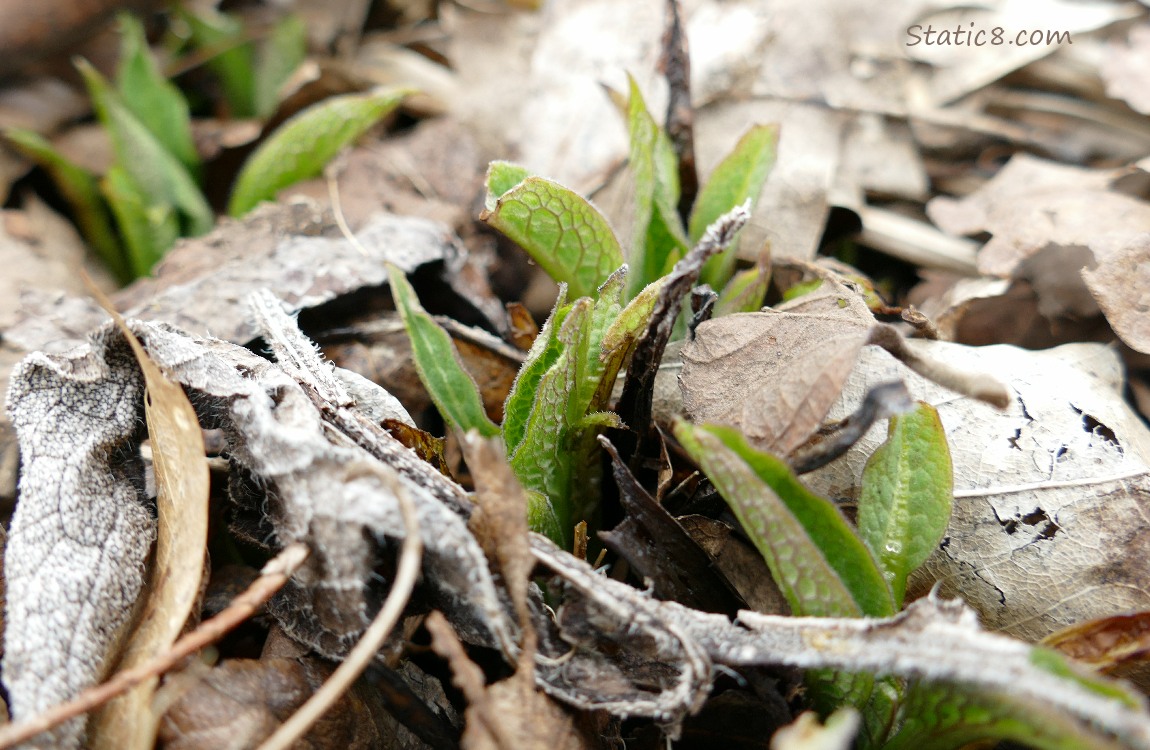 small Comfrey leaves coming up thru the dead oak leaves