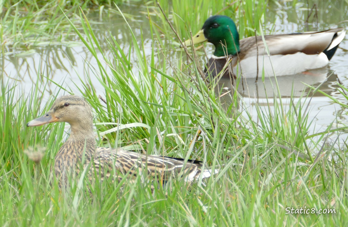 A pair of Mallards in the grass