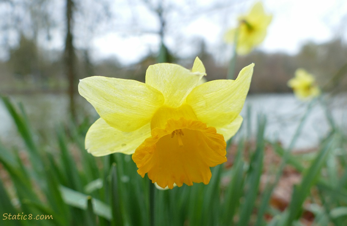 Daffodil with the river in the background