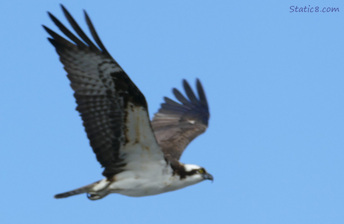 Osprey Flying with blue sky background