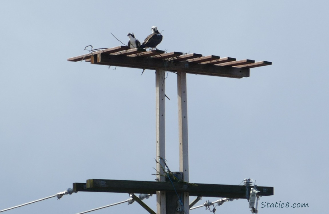 A pair of Ospreys up on a platform with just a couple of sticks