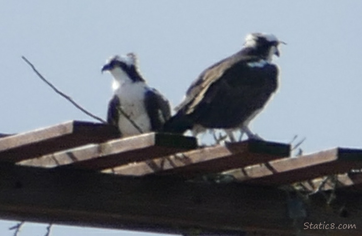 A pair of Ospreys up on a platform