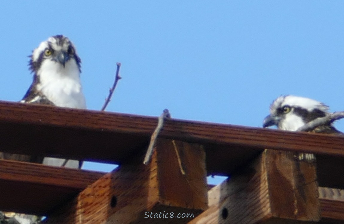 a pair of Ospreys, just over the top of the platform