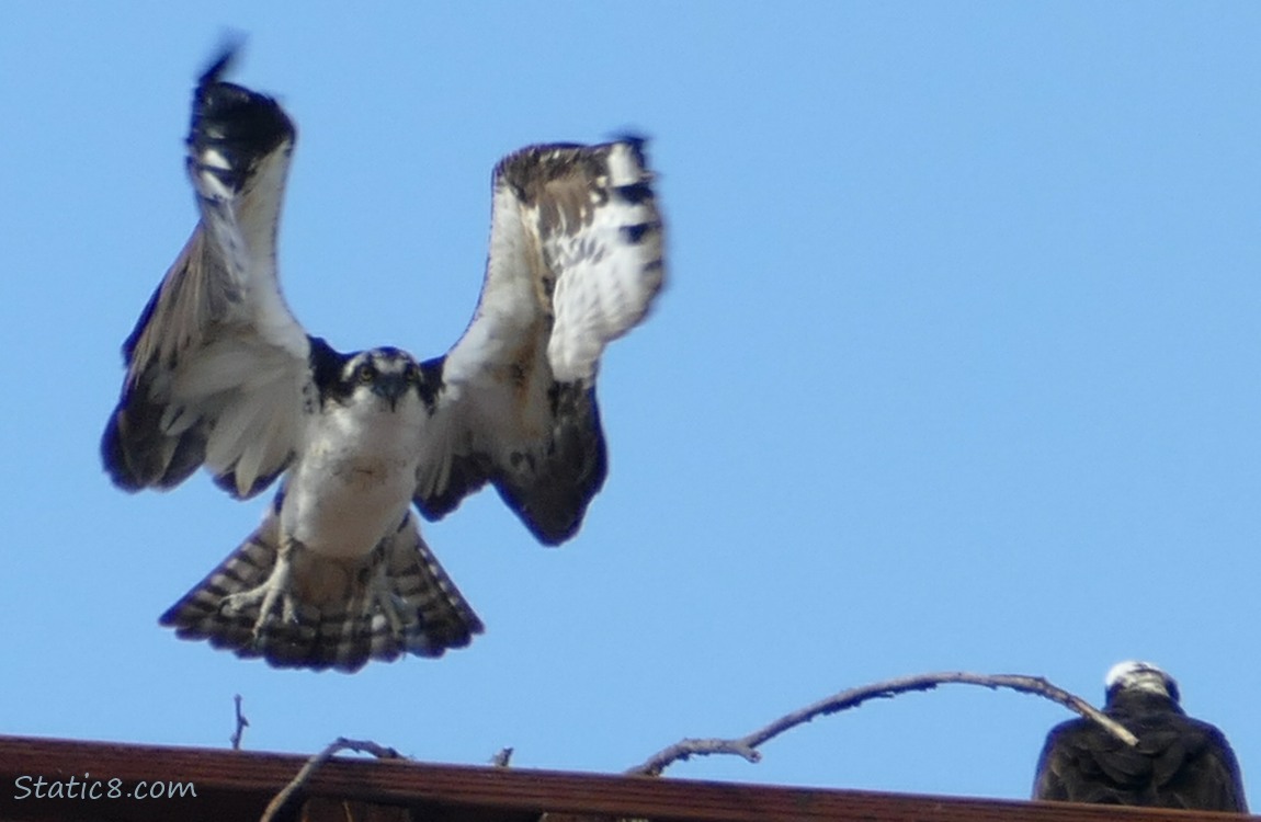 Osprey taking off from the platform