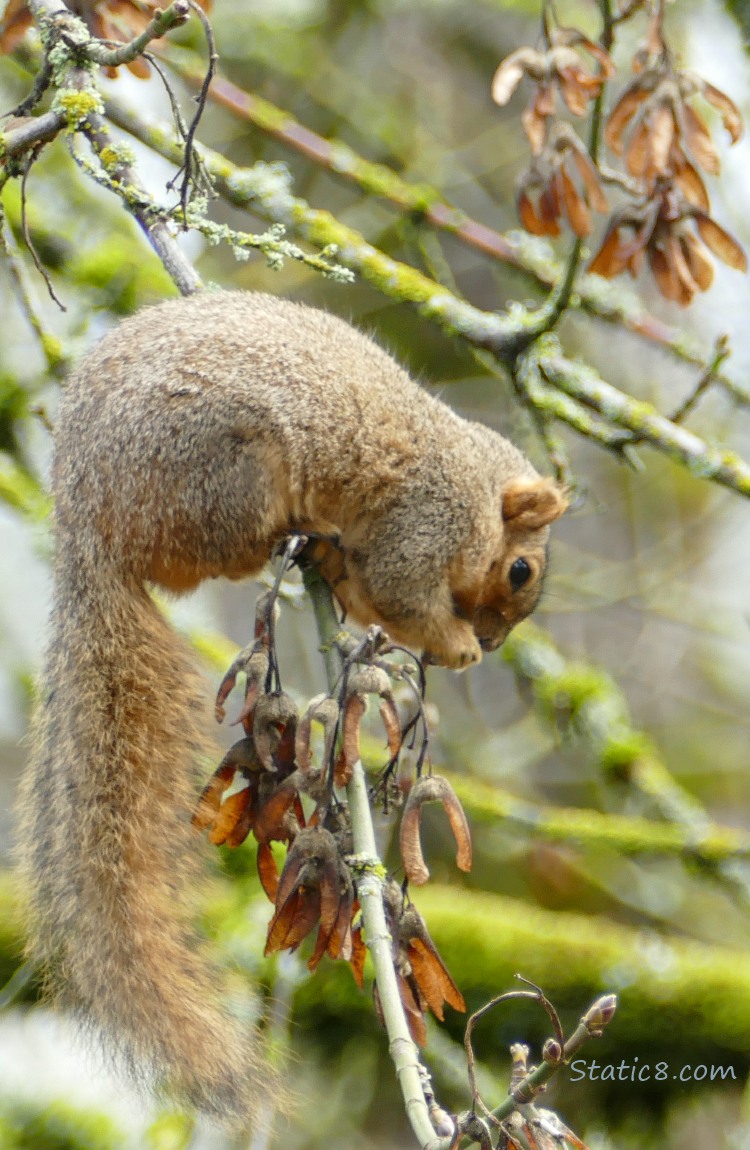 Eastern Fox Squirrel hunched over a stick with maple keys