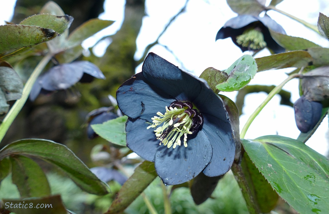 Waxy Blue coloured Lenten Roses