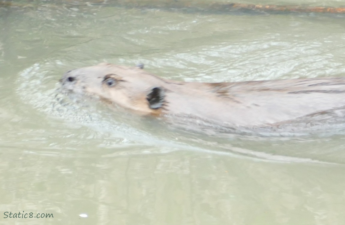 a Beaver swimming in the water