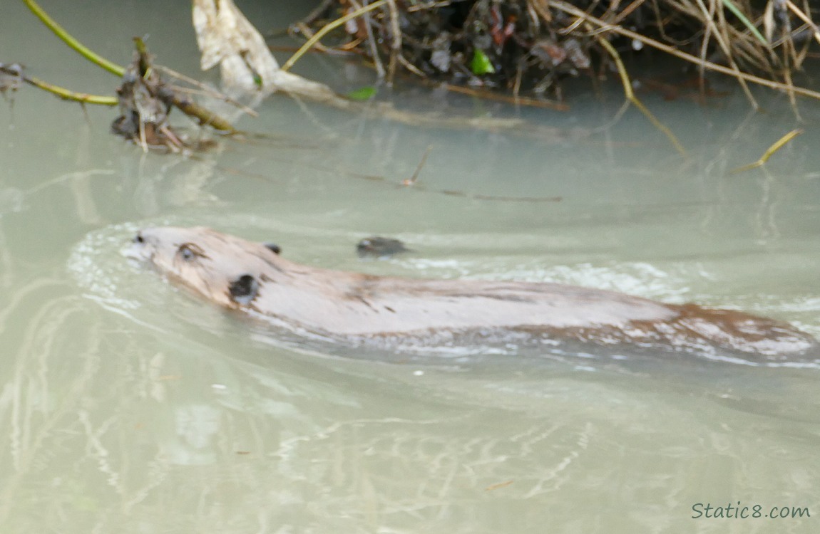 a Beaver swimming in the water