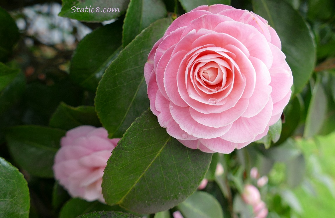 pink Camellia bloom surrounded with dark green leaves