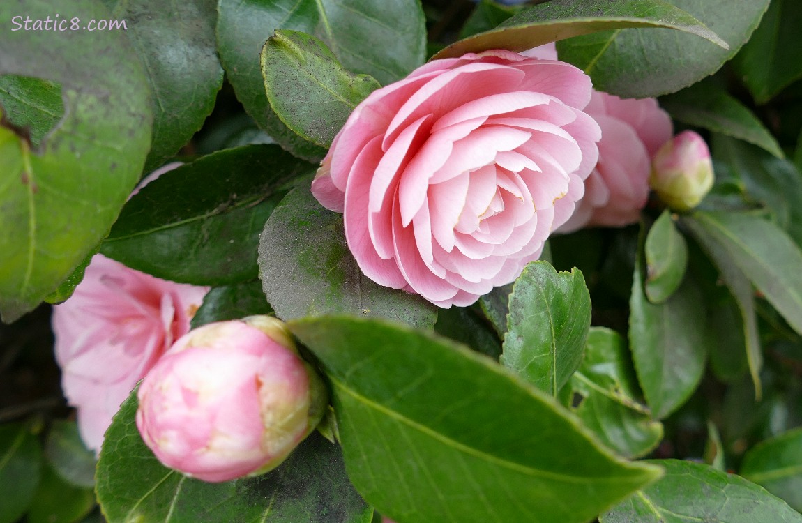 pink Camellia bloom surrounded with dark green leaves and other blooms
