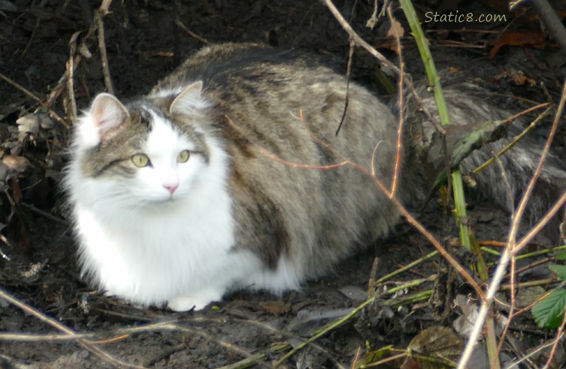 Long haired white and brown tabby, sitting in the mud