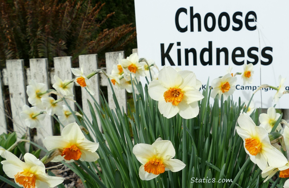 Choose Kindness sign surrounded by daffodils