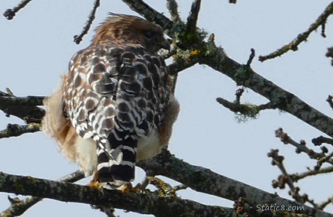 Red Shoulder Hawk standing on a tree branch