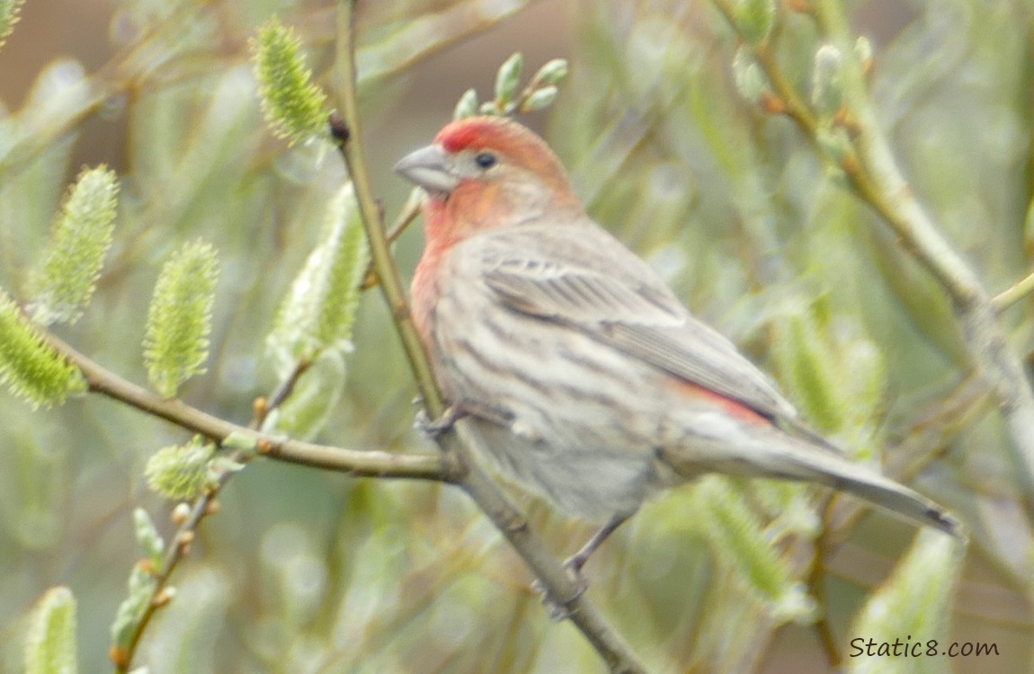 House Finch standing on a twig surrounded by blooming pussy willows