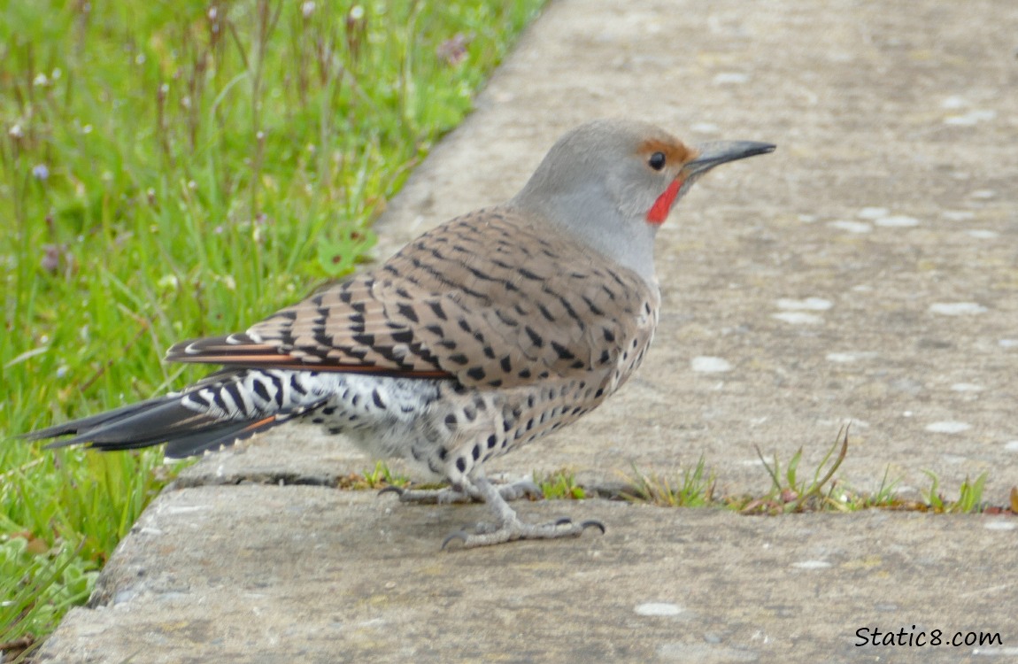 Northern Flicker standing on the path
