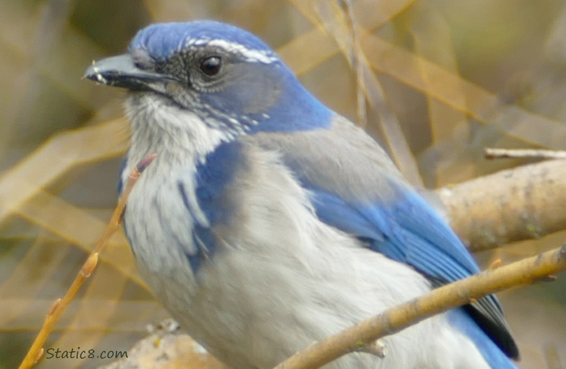 close up of a Western Scrub Jay, surrounded by twigs