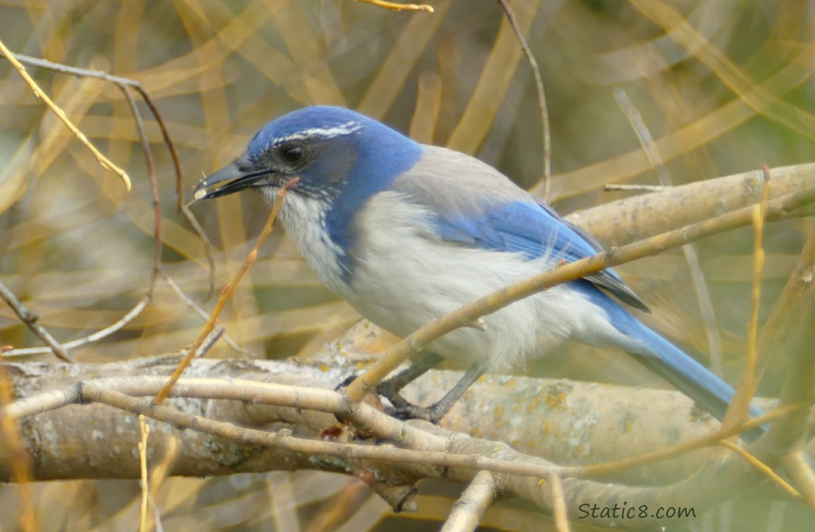 Western Scrub Jay standing on a branch, surrounded by twigs with a seed in her beak